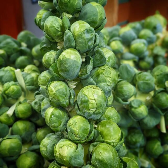 Opal Apple  Sprouts Farmers Market